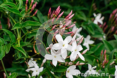 Jasmine flower Jasminum officinale blooming Stock Photo