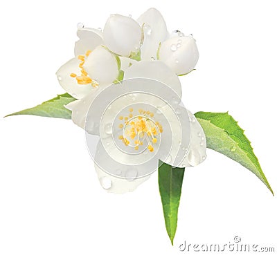 Jasmine flower mock orange macro closeup isolated Stock Photo