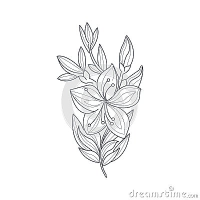 Jasmine Flower Monochrome Drawing For Coloring Book Vector Illustration