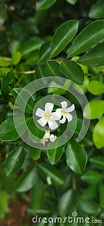 Jasmine flower Stock Photo