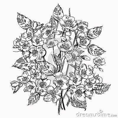 Jasmine flower. Vintage elegant flowers. Black and white vector illustration. Botany. Vector Illustration