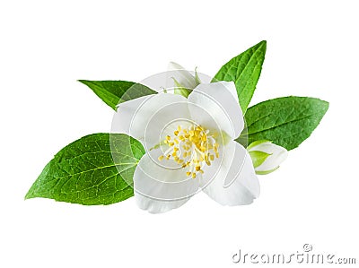 Jasmine flower on white background Stock Photo