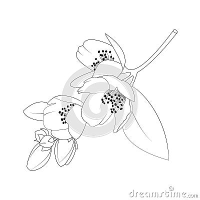 Jasmine flower on white background Vector Illustration