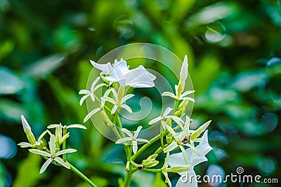 Jasmine flowers Stock Photo