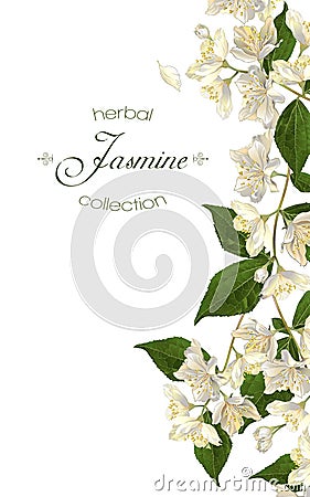 Jasmine flowers banner Vector Illustration