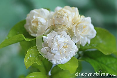 Jasmine flowers on the garden. Stock Photo