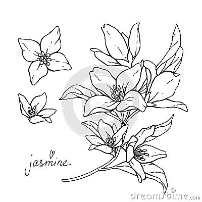 Jasmine flowers are isolated on a white background. Branch with buds and leaves vector illustration hand work. Drawing black pen Vector Illustration