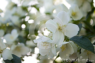 Jasmine flowers in the rays of sunlight, delicate white flower close-up Stock Photo