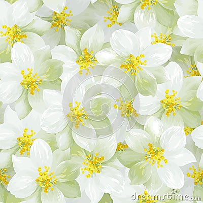 Jasmine flowers Vector Illustration