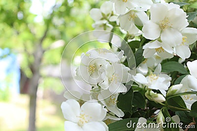 Jasmine flowers in sunlight, delicate white flowers. Stock Photo