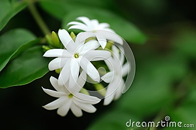 Jasmine Stock Photo