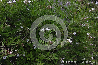 Jasmine - Jasminum Stock Photo