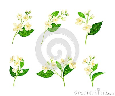 Jasmine Plant Species on Stem with White Fragrant Flowers Vector Set Vector Illustration