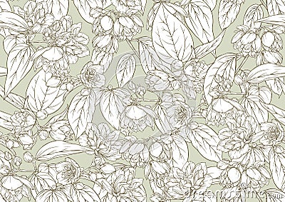 Jasmine Seamless pattern, background. Outline vector illustration. Vector Illustration