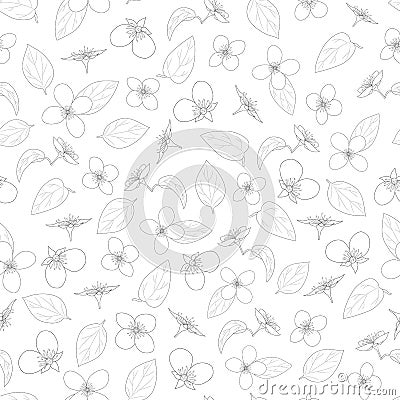 Jasmine seamless pattern. Hand-drawn flowers Vector Illustration