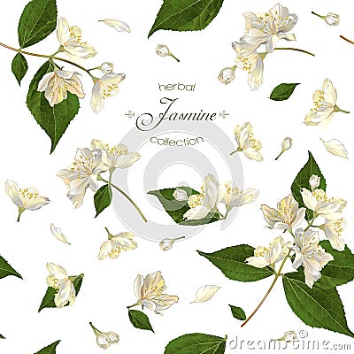 Jasmine seamless pattern Vector Illustration