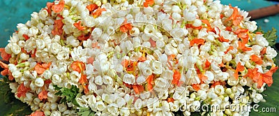 Jasmine strands Stock Photo