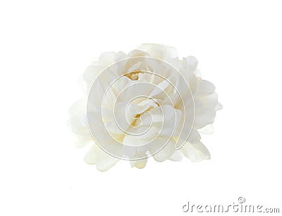 Jasmine white flower isolated on white background. Stock Photo