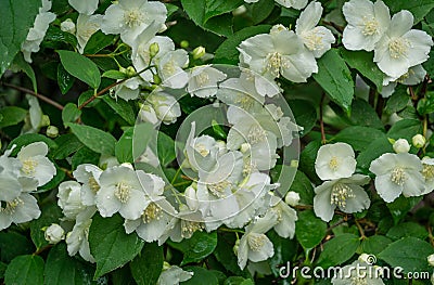 Jasmine white flowers Philadelphus coronarius sweet mock-orange in bloom. Flowering English dogwood wild in sunny spring garden Stock Photo