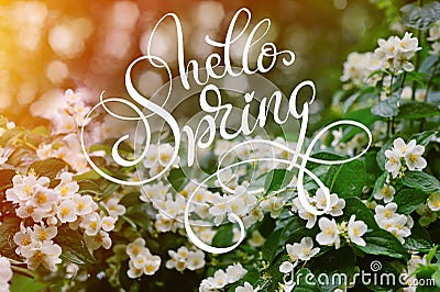 Jasmine white flowers on a tree with dew drops and text Hello Spring. Calligraphy lettering Stock Photo