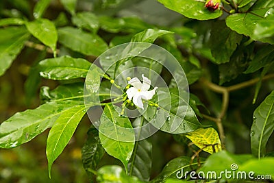 Jasminum grandiflorum Stock Photo