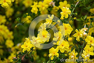 Jasminum mesnyi that blooms many yellow flowers in the garden. Stock Photo