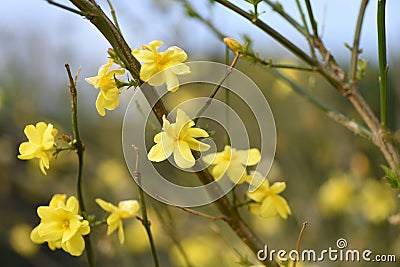 Jasminum mesnyi flowers. Stock Photo