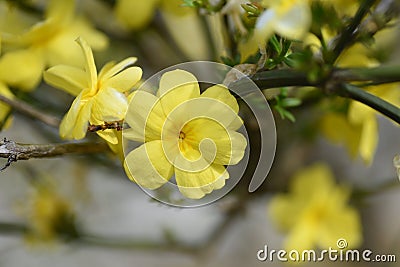 Jasminum mesnyi flowers. Stock Photo