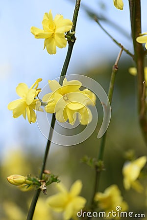 Jasminum mesnyi flowers. Stock Photo