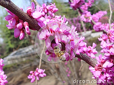 Jasminum nudiflorum Lindl. Stock Photo