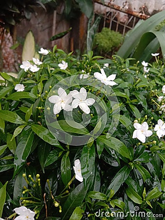 Jasminum officinale Stock Photo