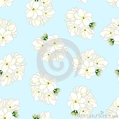 Jasminum sambac - Arabian Jasmine on Light Blue Background. Vector Illustration Vector Illustration