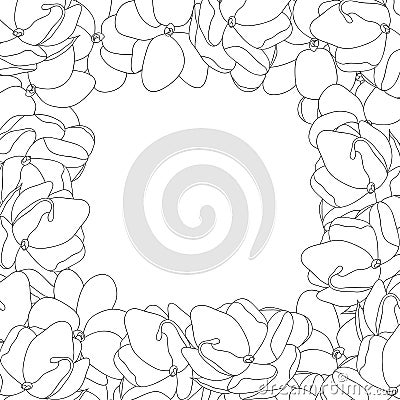 Jasminum sambac - Arabian Jasmine Outline Border. Vector Illustration Vector Illustration