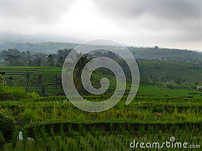 Jatiluwih Green Land UNESCO protected Rice Fields Stock Photo