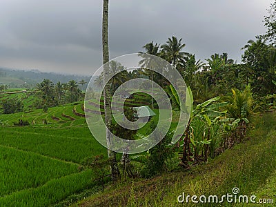 Jatiluwih Green Land UNESCO protected Rice Fields Stock Photo