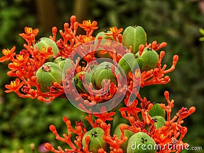 Jatropha, a beautiful shrub native to Central America and the Antilles, very strong, succulent and milky. Stock Photo