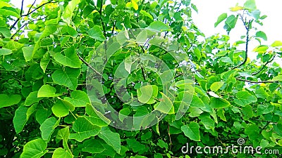 Jatropha tree green leaves snap Stock Photo