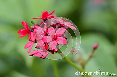 Jatropha integerrima - Euphorbiaceae Stock Photo