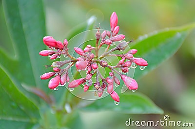 Jatropha integerrima , Peregrina or Spicy Jatropha flower in nature garden Stock Photo