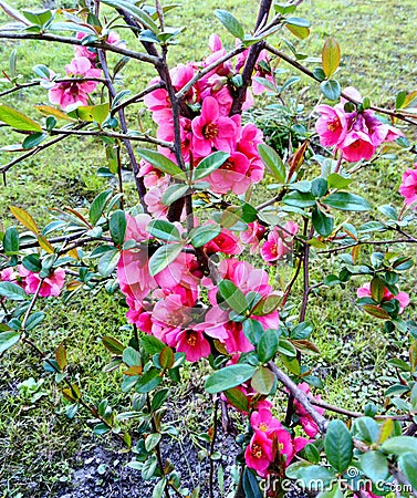 Jatropha integerrima small tree Stock Photo