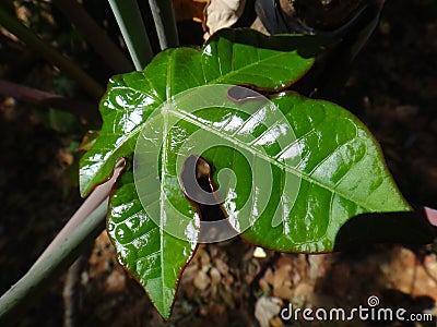 Jatropha leaf Stock Photo