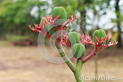 Jatropha Podagrica Stock Photo