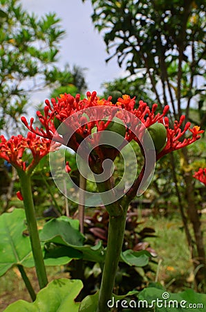jatropha podagrica blooming in the garden Stock Photo