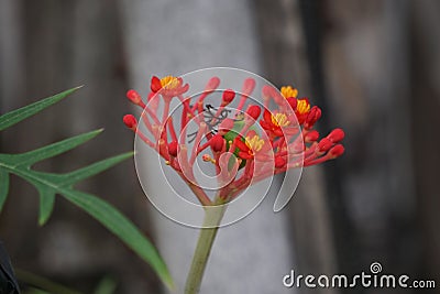 Jatropha podagrica flower. This plant is used as an analgesic, tonic, aphrodisiac, purgative, laxative, snakebite, gout etc Stock Photo