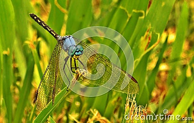 Jaunty Dropwing Dragonfly Stock Photo