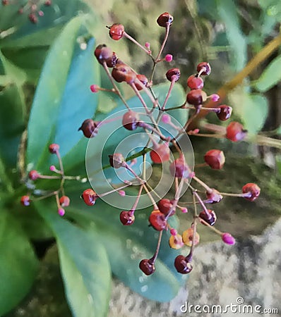 JAVA GINSENG FLOWER IN THE MORNING - 11/06/2021 Stock Photo