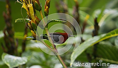 The Java honeybird (Aethopyga mystacalis) is a small , bright red-colored bird Stock Photo