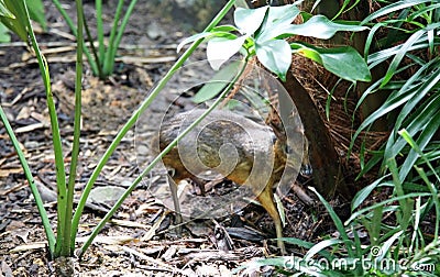 Java mouse-deer Tragulus javanicus the smallest artiodactyl on the planet Stock Photo