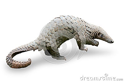 Java Pangolin manis javanica Stock Photo