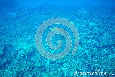 Java Rabbitfish Stock Photo